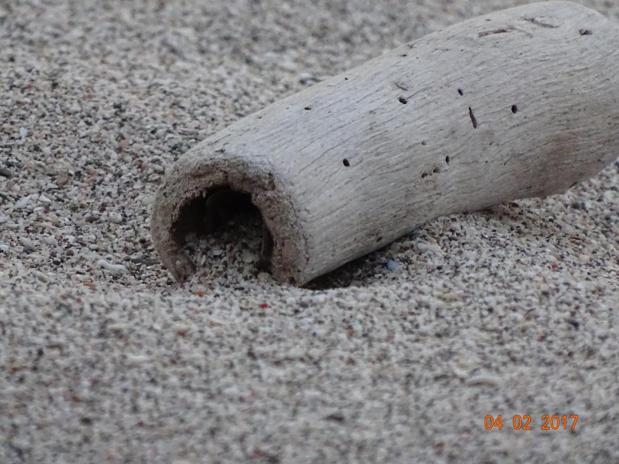 El Pargo Feliz Hotel มอนเตซูมา ภายนอก รูปภาพ